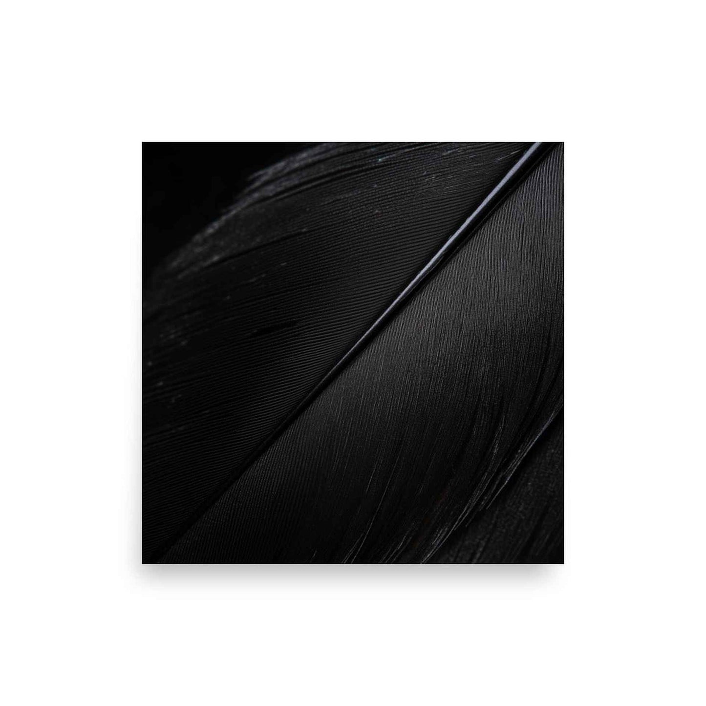 Black Feather of Raven Printed Poster